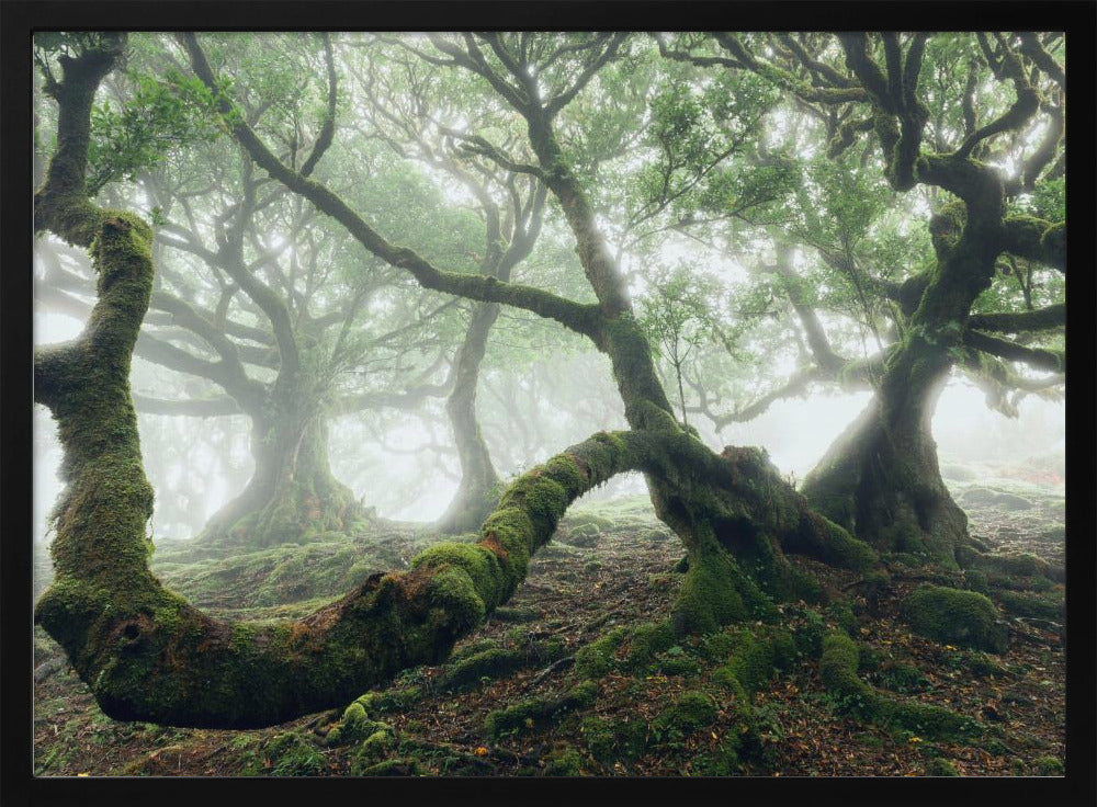 Mystic Laurel Forest | Poster