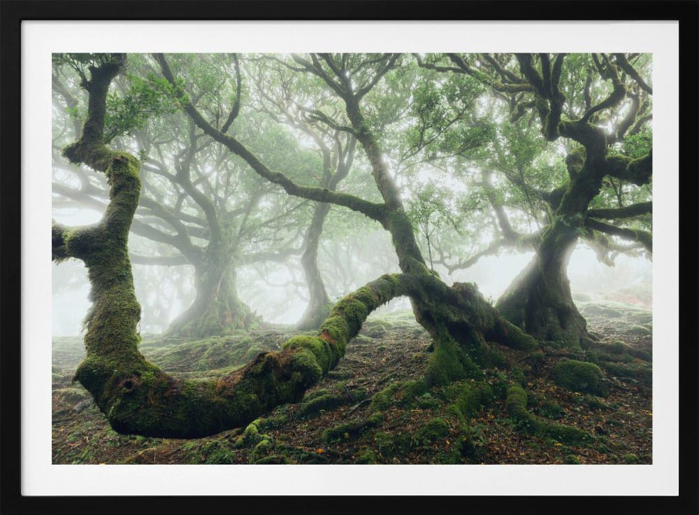 Mystic Laurel Forest | Poster