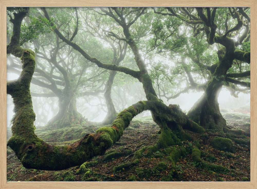 Mystic Laurel Forest | Poster