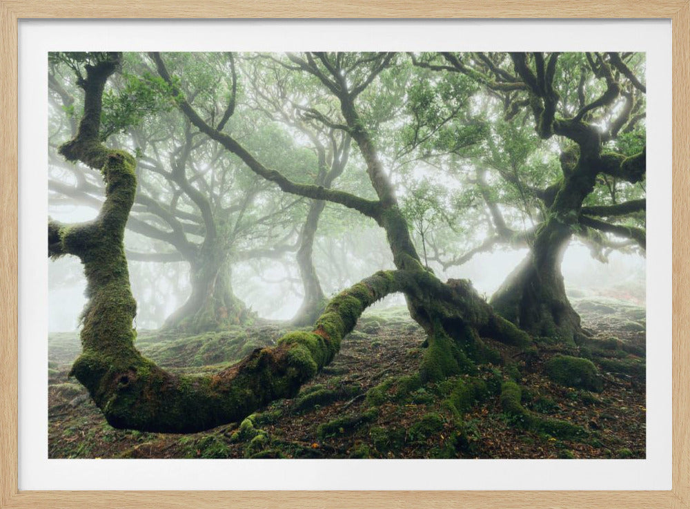 Mystic Laurel Forest | Poster
