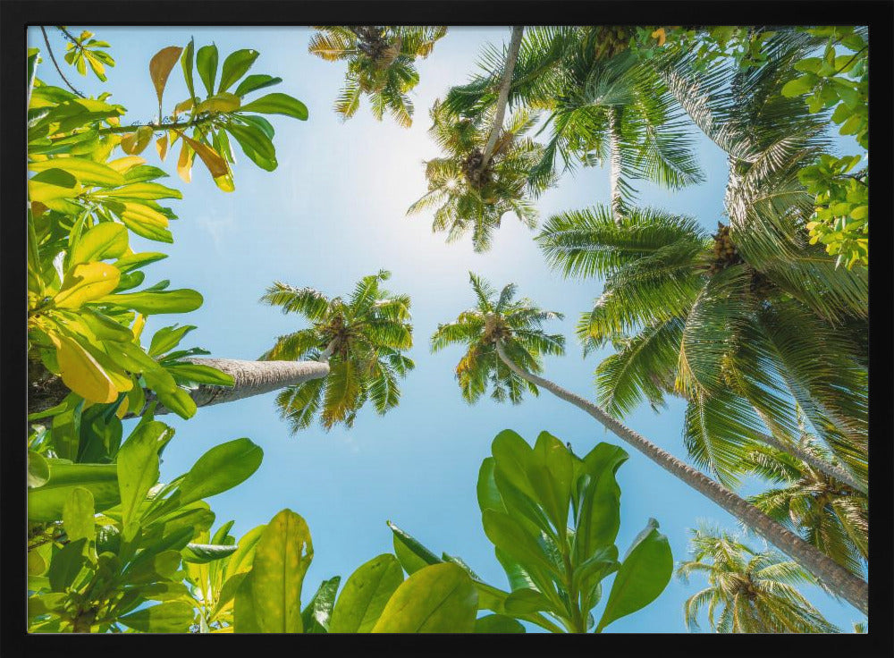 Tropical Up | Poster