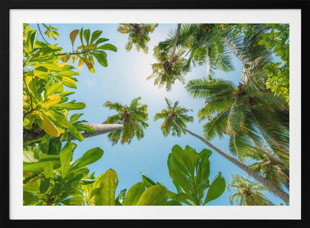 Tropical Up | Poster