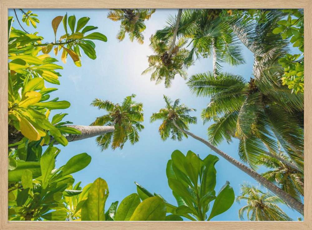 Tropical Up | Poster