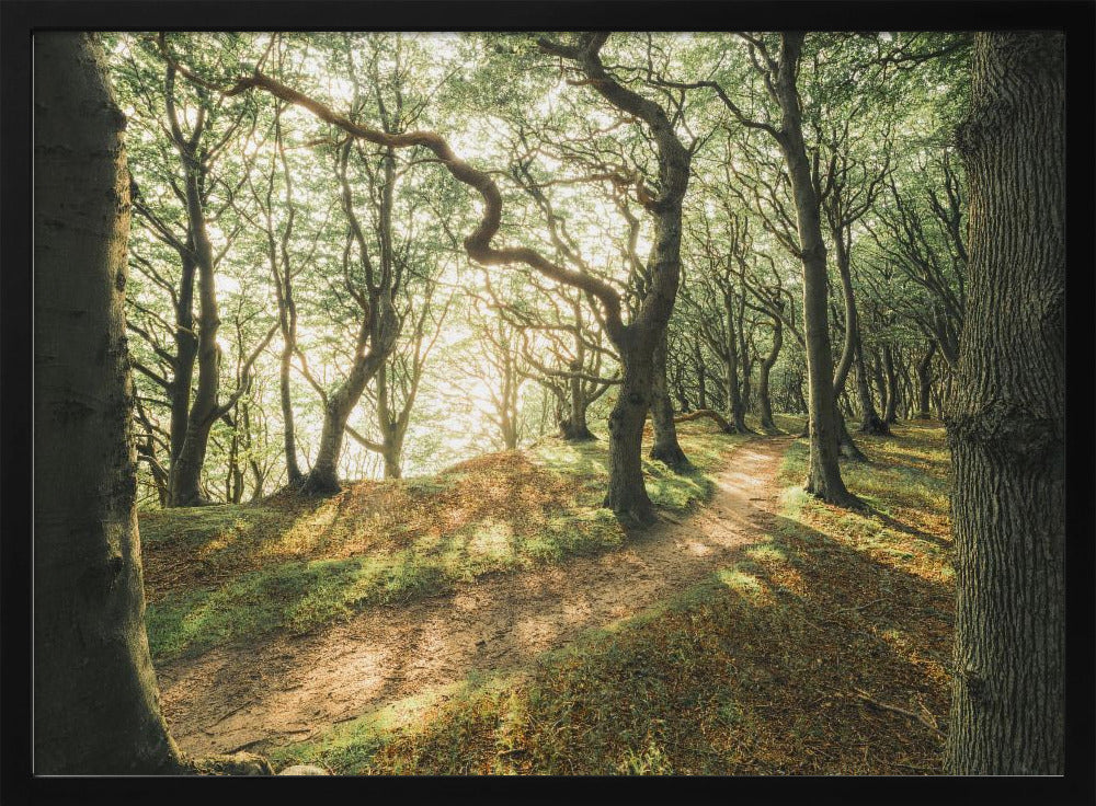 Magic Beech Wood | Poster