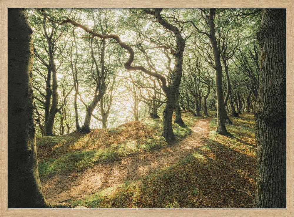 Magic Beech Wood | Poster