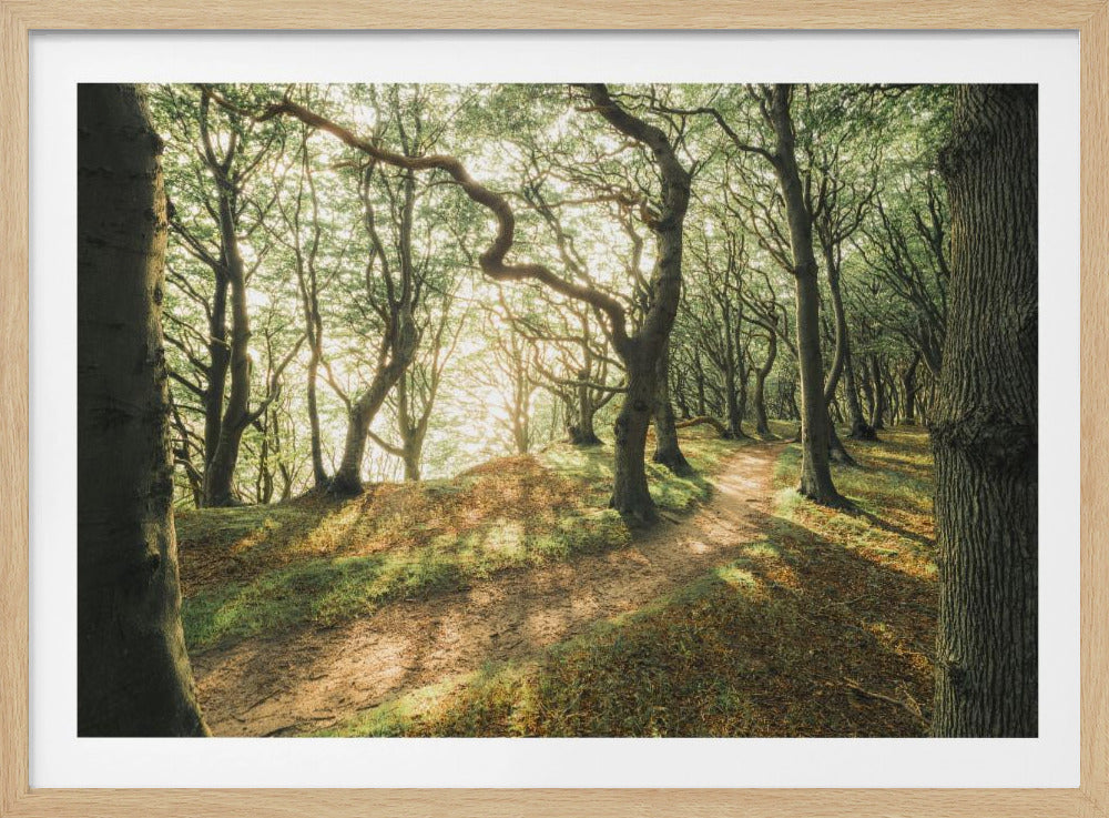 Magic Beech Wood | Poster
