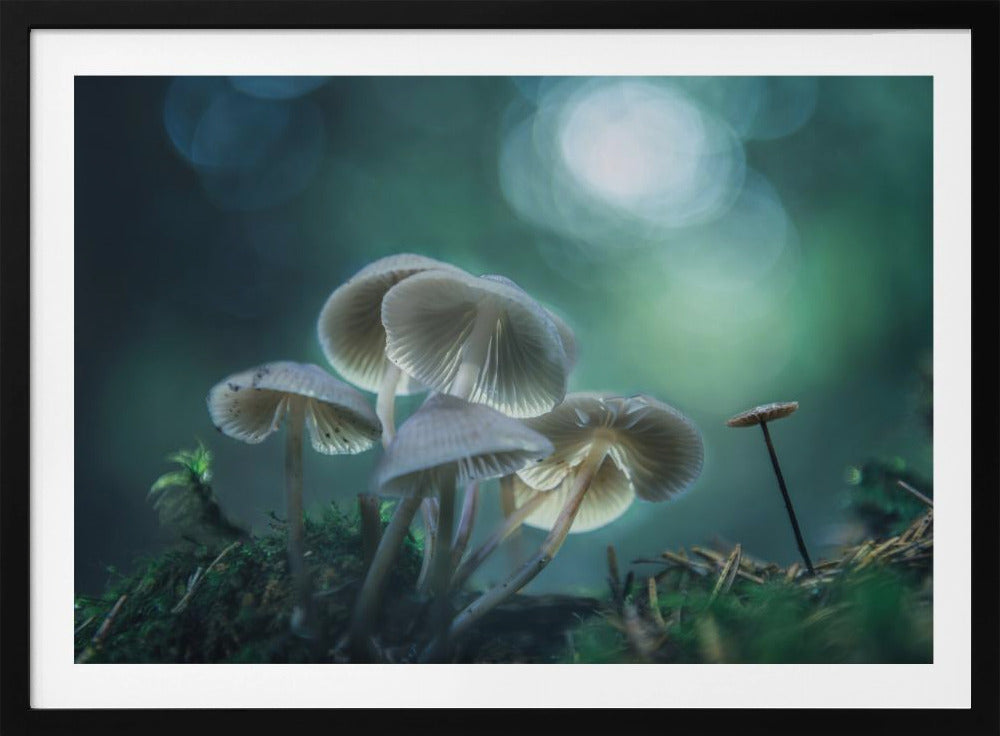 Forest Dreams | Poster