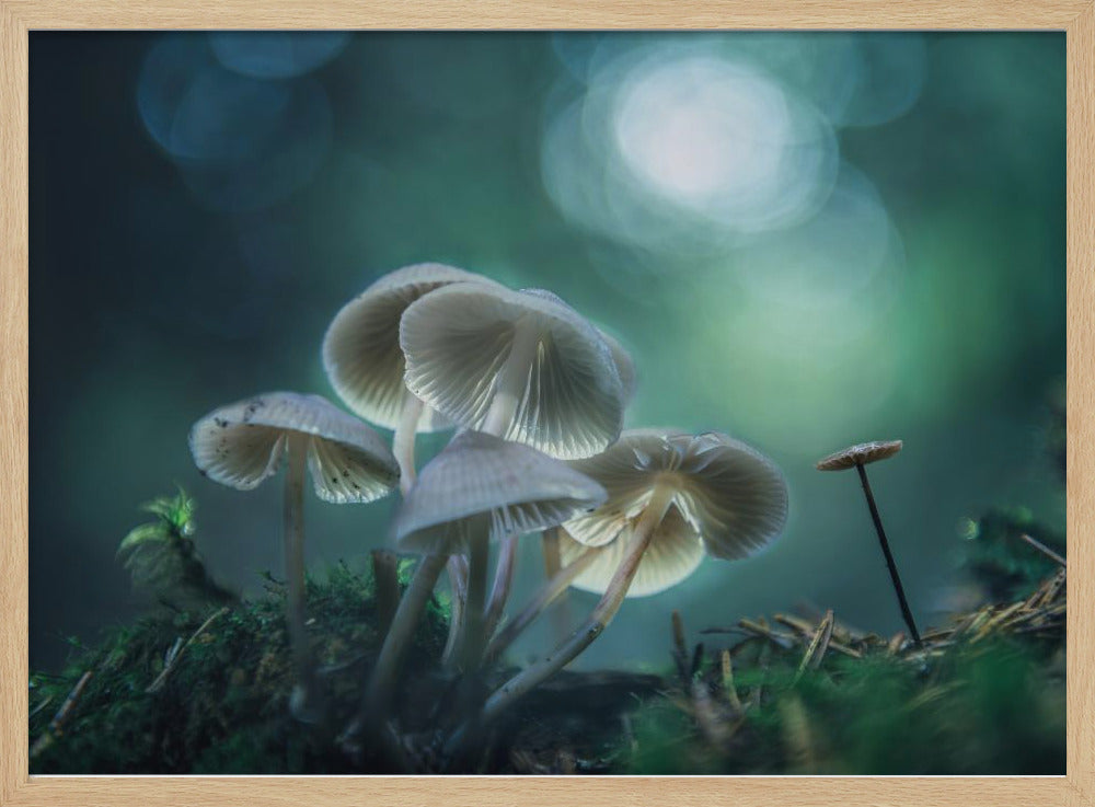 Forest Dreams | Poster