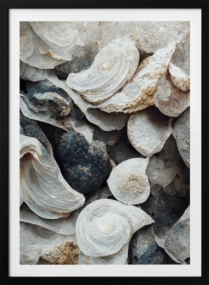 Shells and Stone | Poster