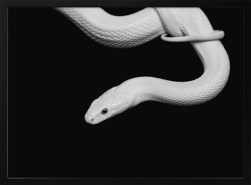 Serpent Blanc | Poster
