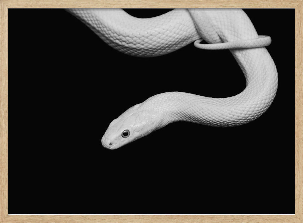 Serpent Blanc | Poster
