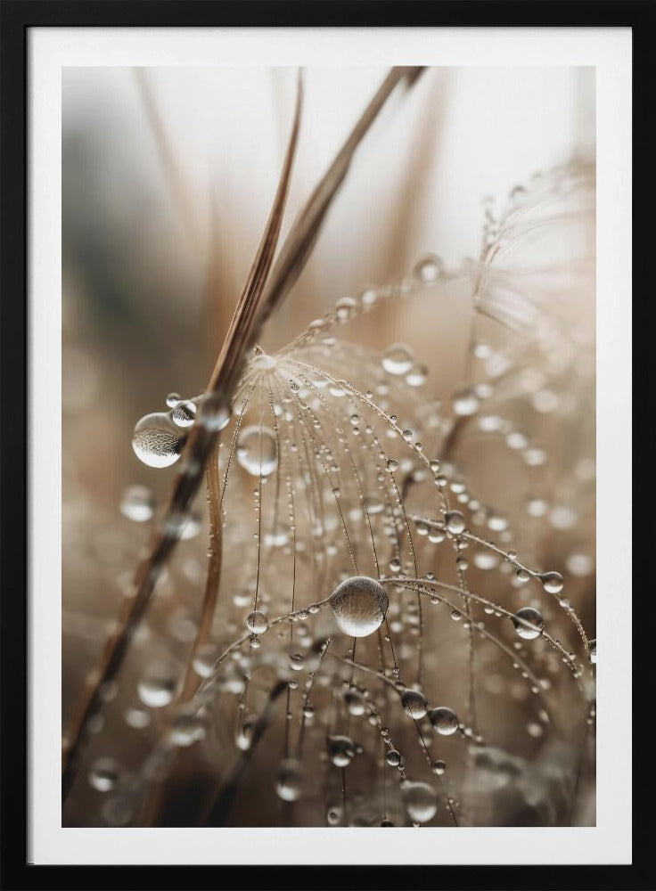 Dewy Filigree | Poster