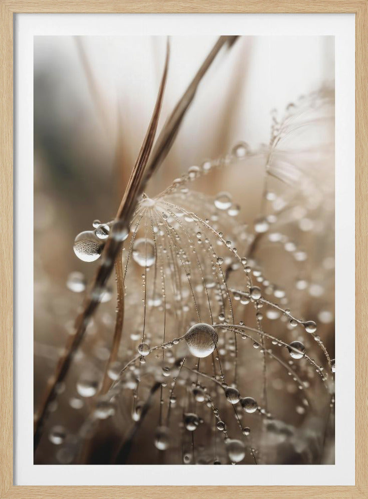 Dewy Filigree | Poster