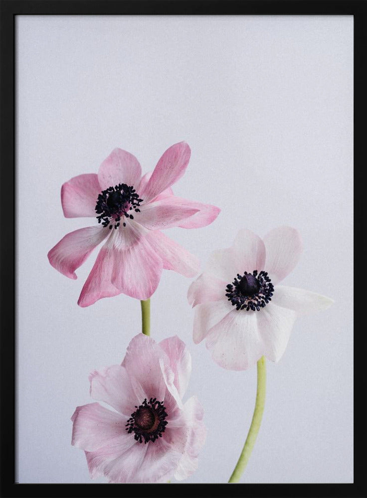 Pale Pink Ranunculus Flowers | Poster