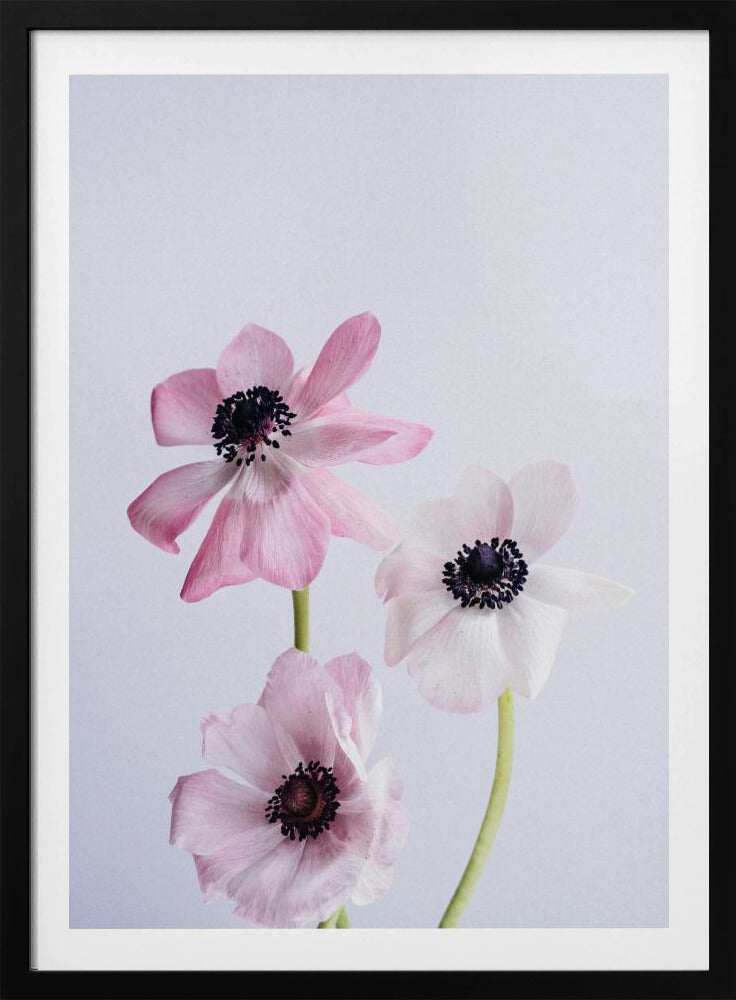 Pale Pink Ranunculus Flowers | Poster
