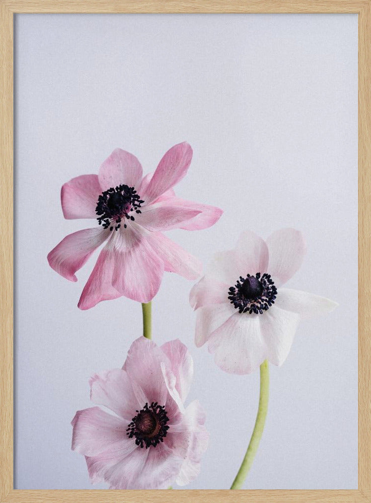 Pale Pink Ranunculus Flowers | Poster