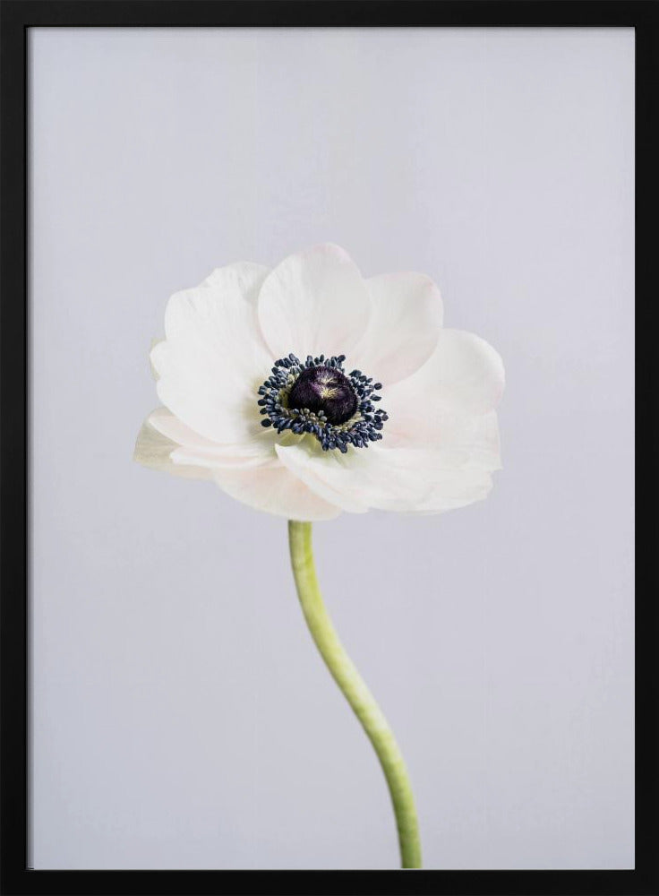 White Ranunculus Flowers | Poster