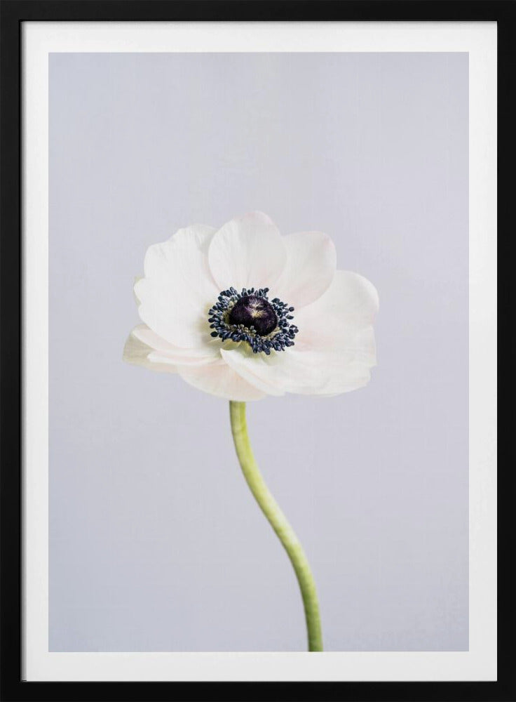 White Ranunculus Flowers | Poster