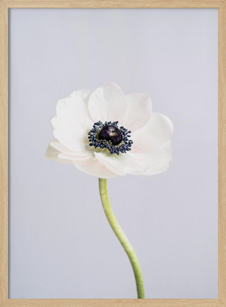 White Ranunculus Flowers | Poster