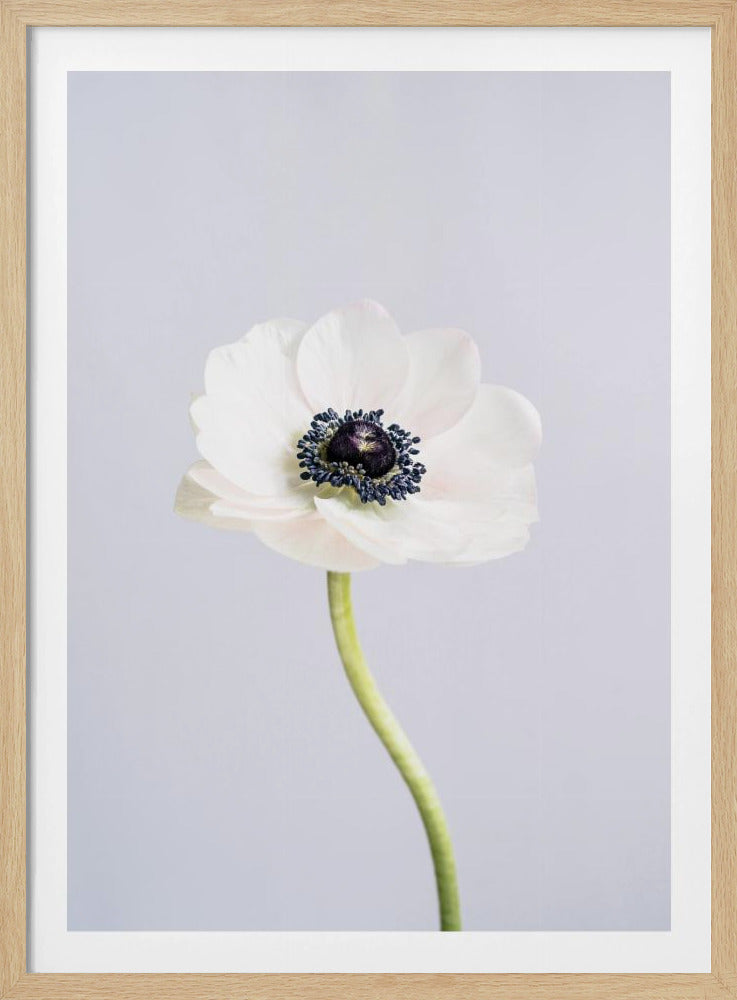 White Ranunculus Flowers | Poster