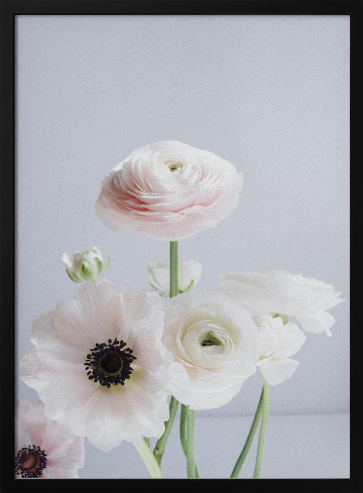 White And Pale Pink Ranunculus Flowers | Poster