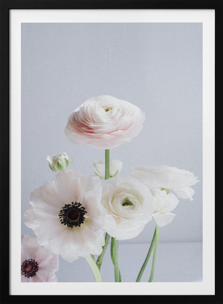 White And Pale Pink Ranunculus Flowers | Poster
