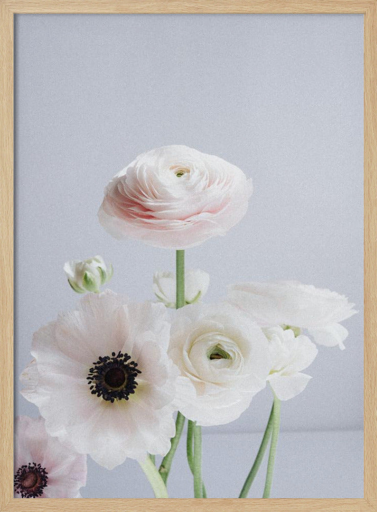 White And Pale Pink Ranunculus Flowers | Poster