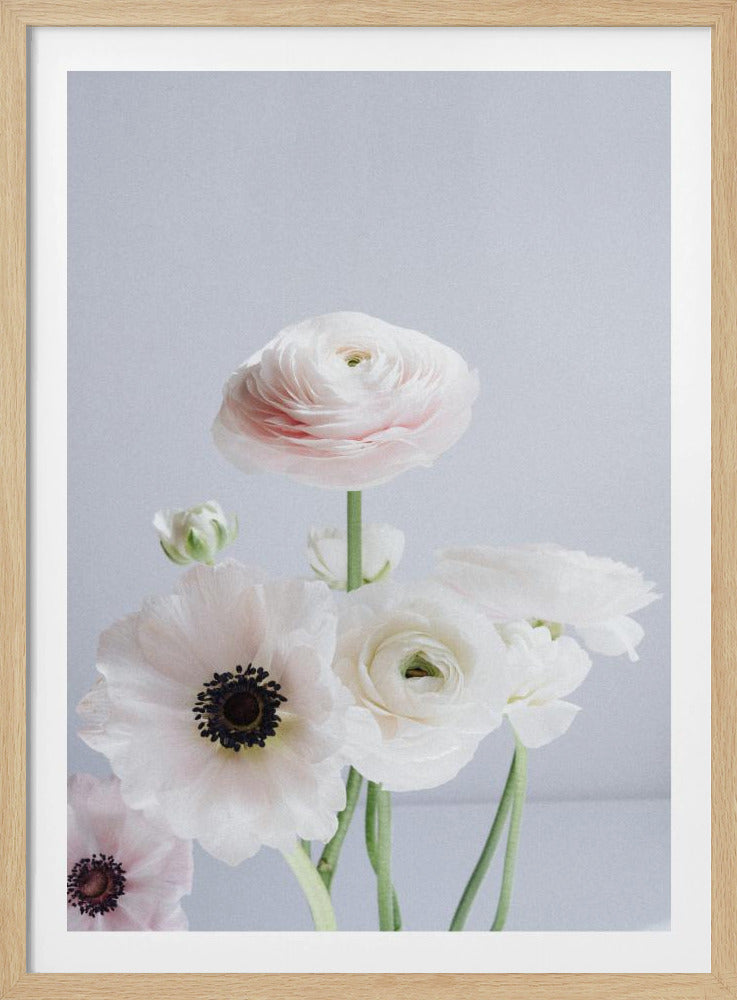 White And Pale Pink Ranunculus Flowers | Poster
