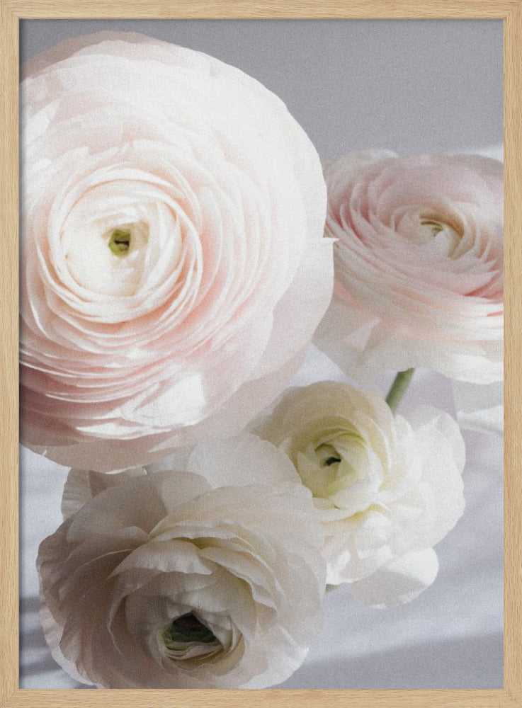 Soft Ranunculus | Poster