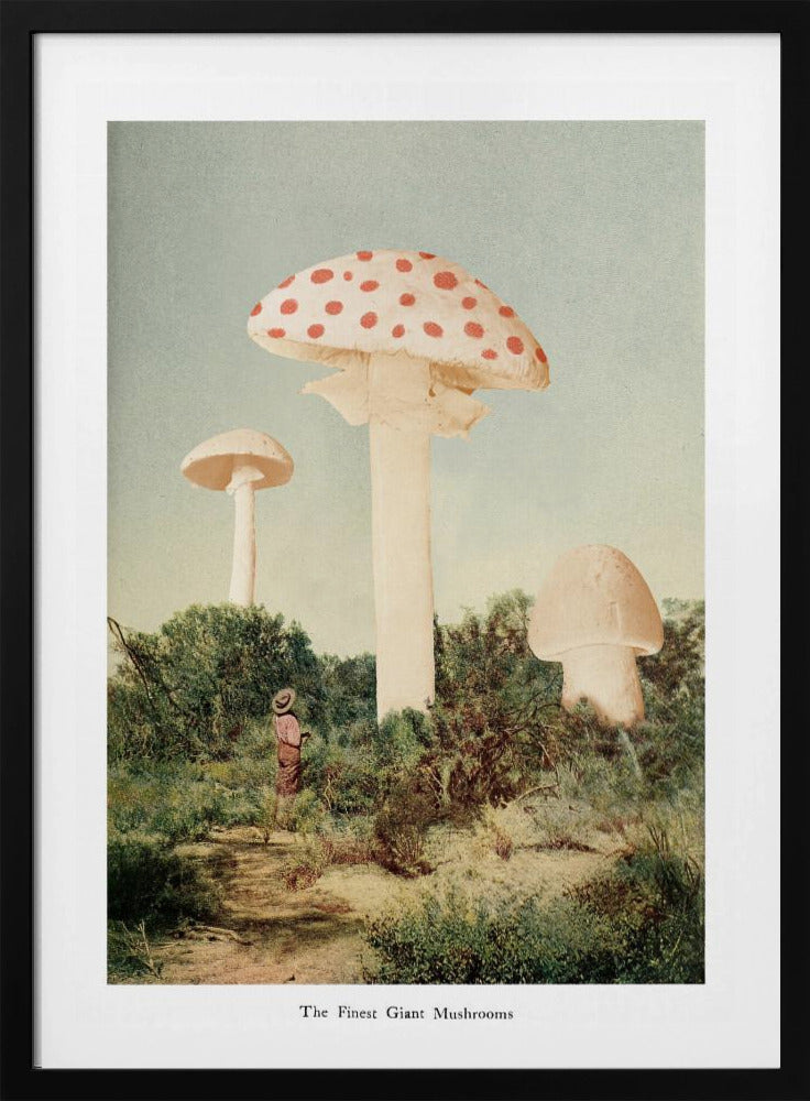The Finest Giant Mushroom | Poster