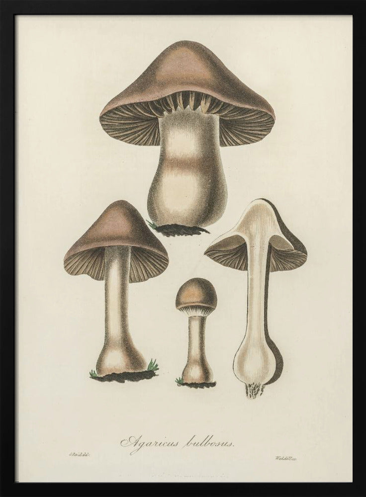 Agaricus Bulbosus Illustration. Medical Botany 1836 | Poster