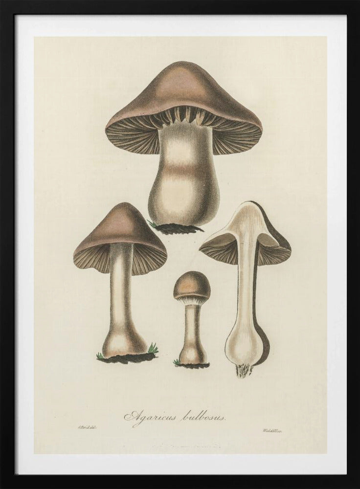 Agaricus Bulbosus Illustration. Medical Botany 1836 | Poster