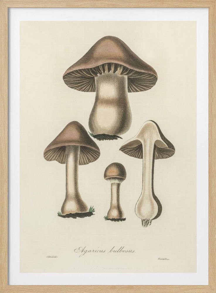 Agaricus Bulbosus Illustration. Medical Botany 1836 | Poster