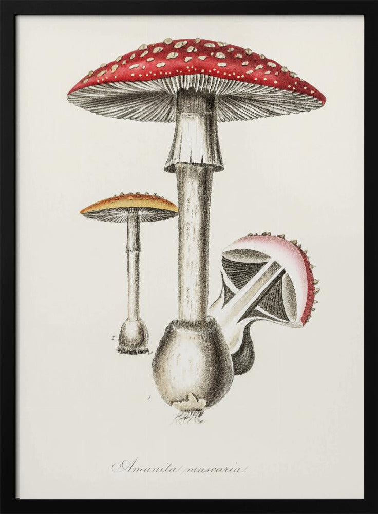 Amanita Muscaria Illustration. Medical Botany 1836 | Poster