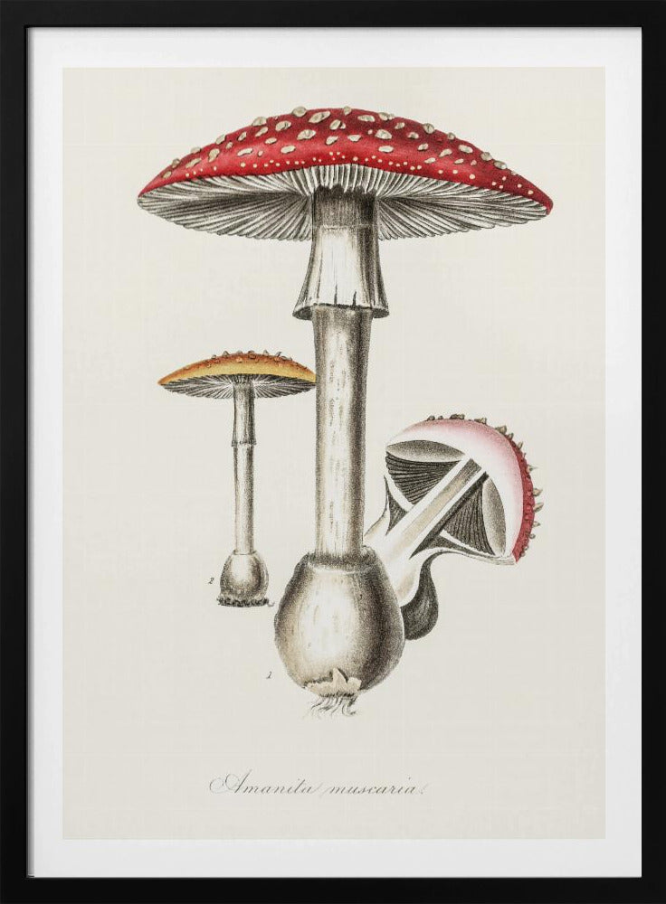 Amanita Muscaria Illustration. Medical Botany 1836 | Poster