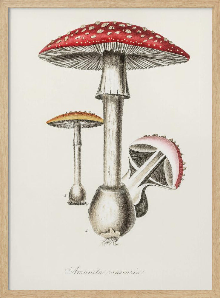 Amanita Muscaria Illustration. Medical Botany 1836 | Poster