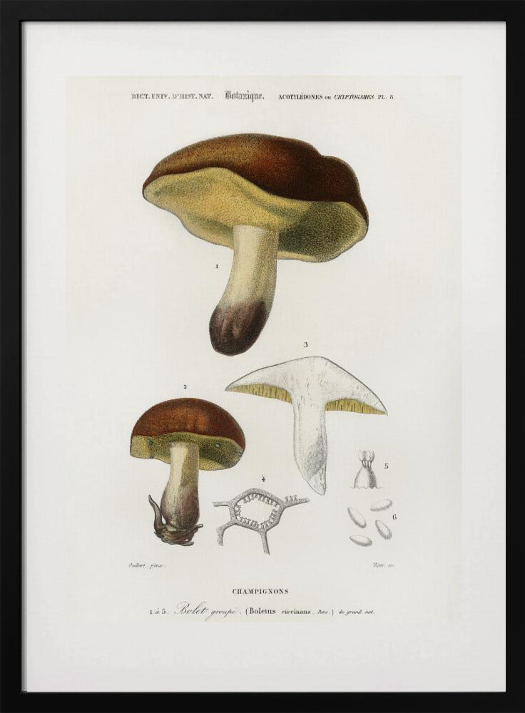 Mushroom (boletus Circinans) | Poster