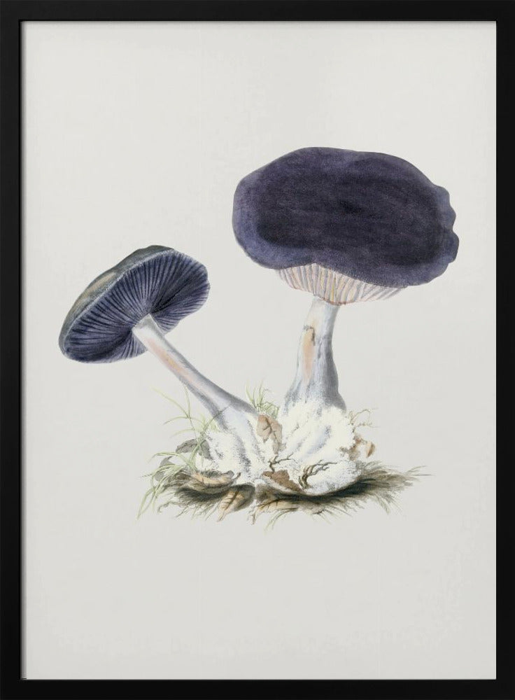 Vintage Violet Webcap Mushroom | Poster