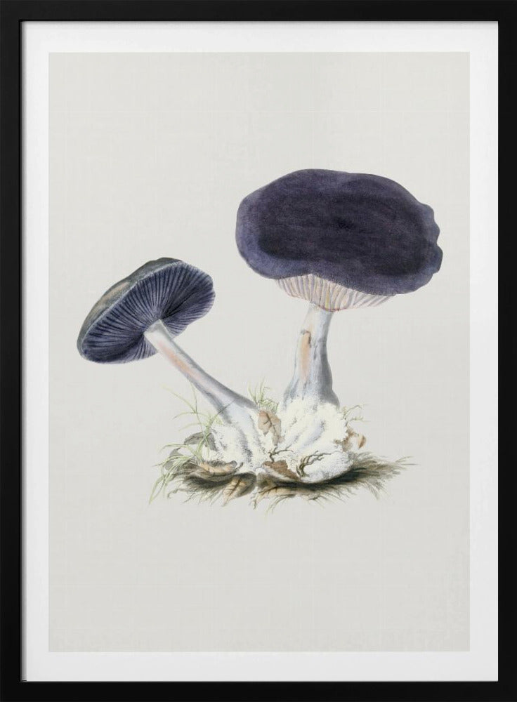 Vintage Violet Webcap Mushroom | Poster