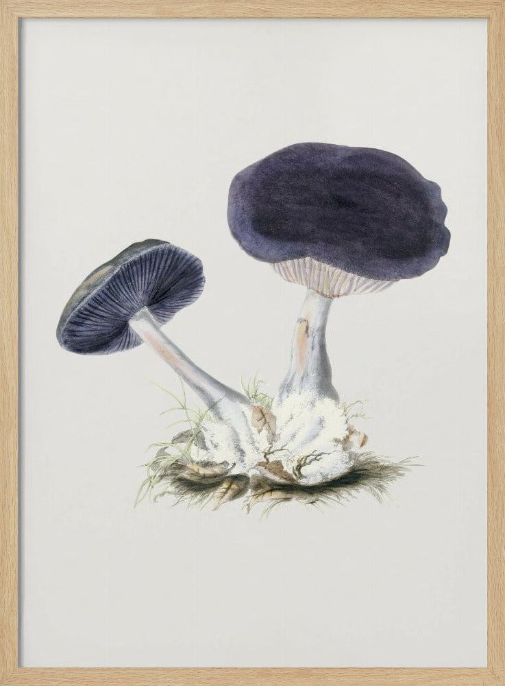 Vintage Violet Webcap Mushroom | Poster