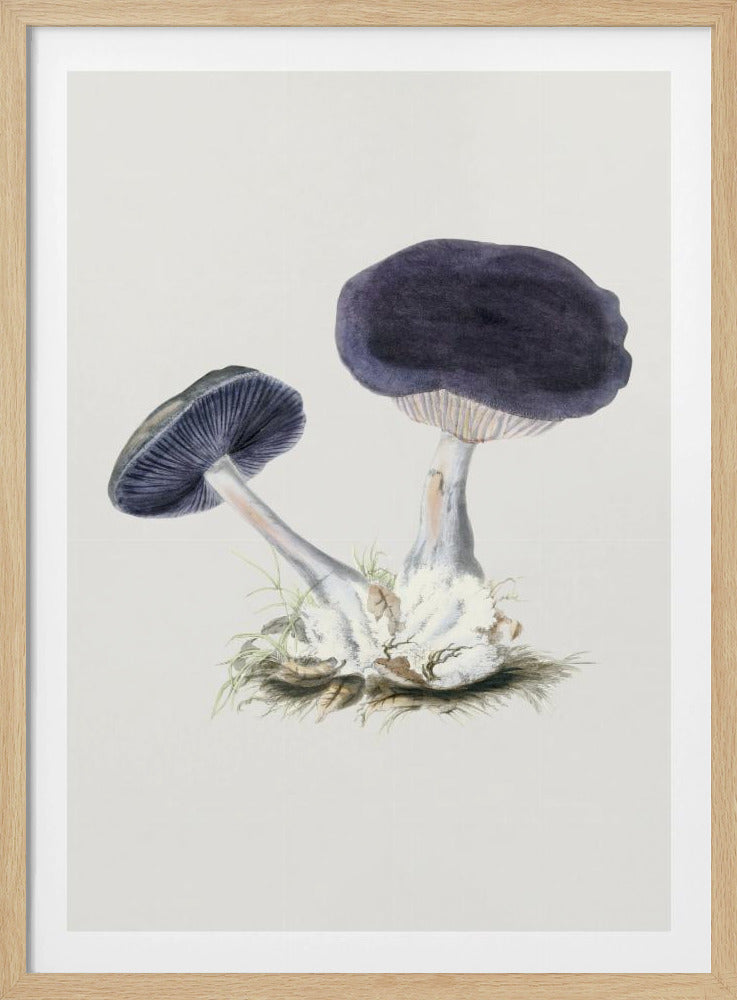 Vintage Violet Webcap Mushroom | Poster