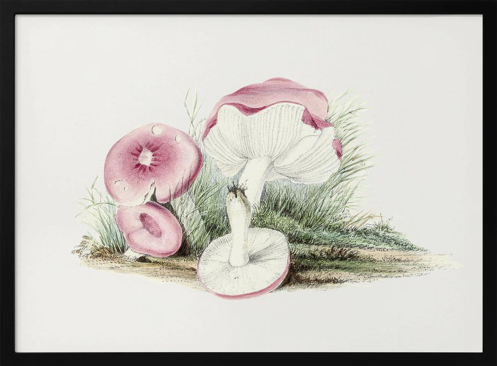 Vintage Russula Emetica Mushroom | Poster