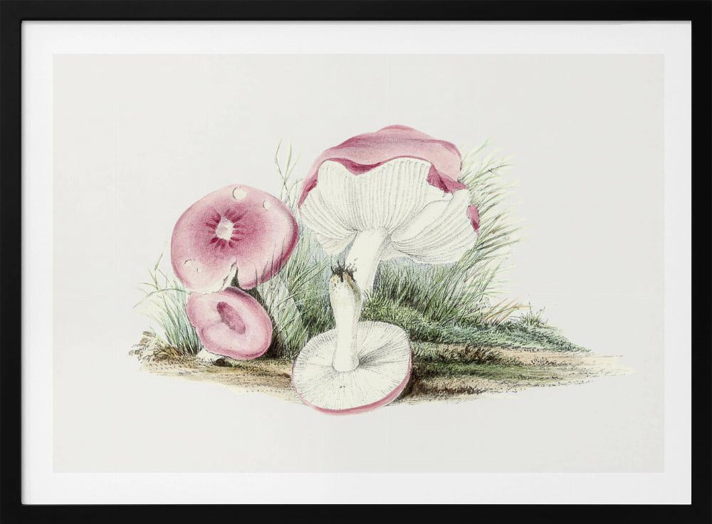 Vintage Russula Emetica Mushroom | Poster