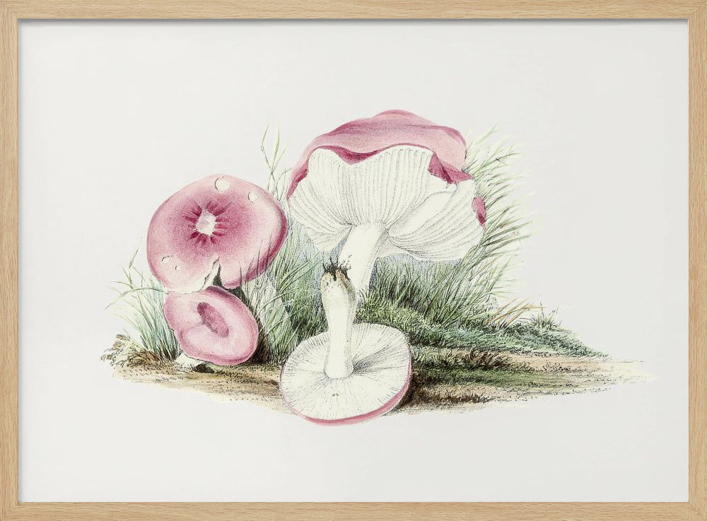 Vintage Russula Emetica Mushroom | Poster