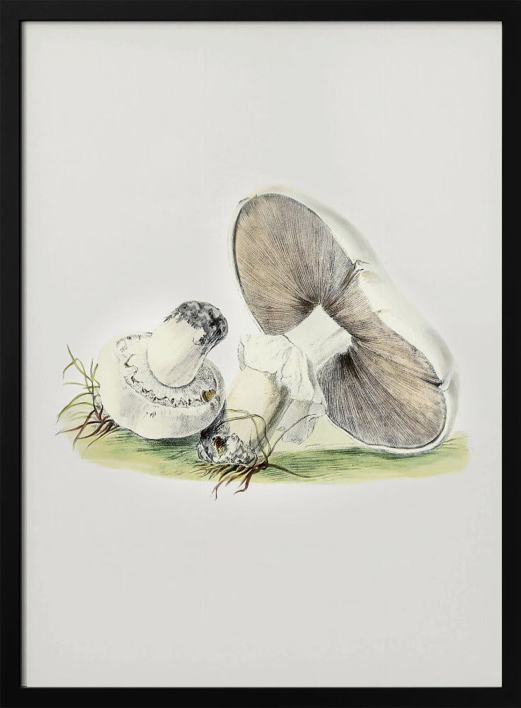 Hand Drawn Horse Mushroom Standing | Poster