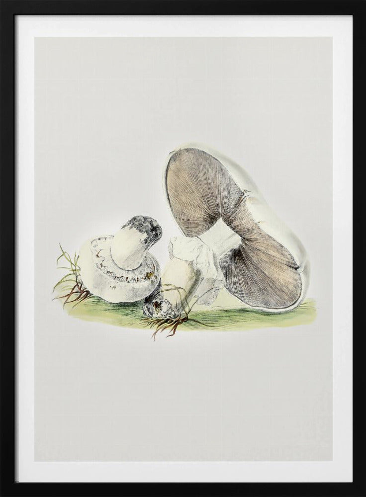 Hand Drawn Horse Mushroom Standing | Poster