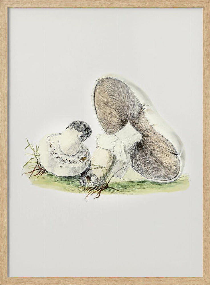 Hand Drawn Horse Mushroom Standing | Poster