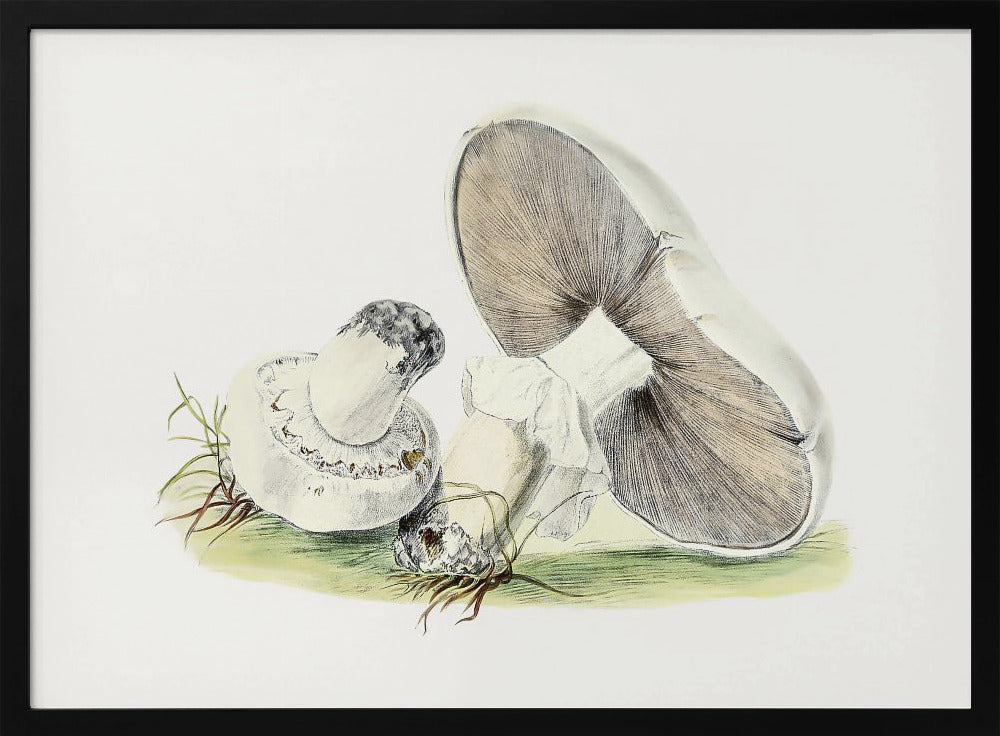 Hand Drawn Horse Mushroom | Poster