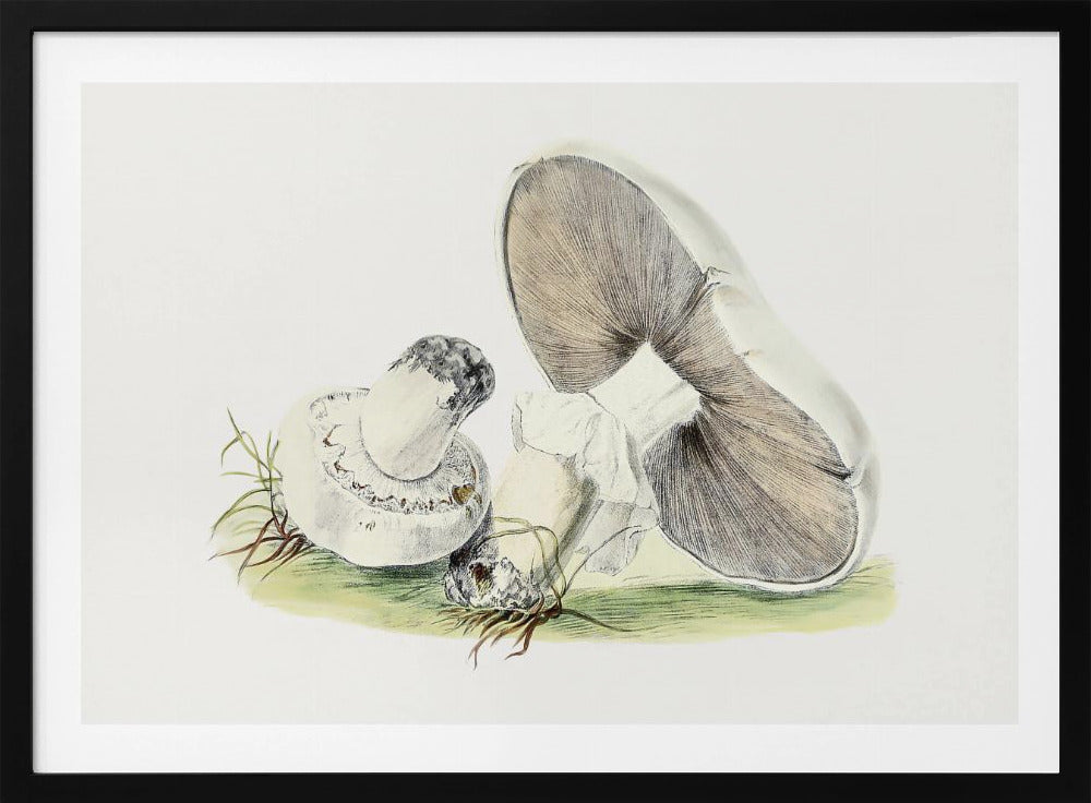 Hand Drawn Horse Mushroom | Poster