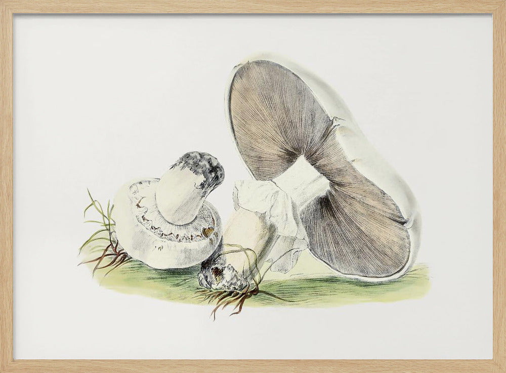 Hand Drawn Horse Mushroom | Poster